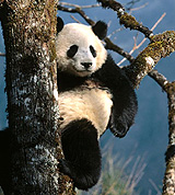 panda